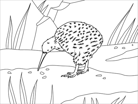 Great Spotted Kiwi Coloring Page